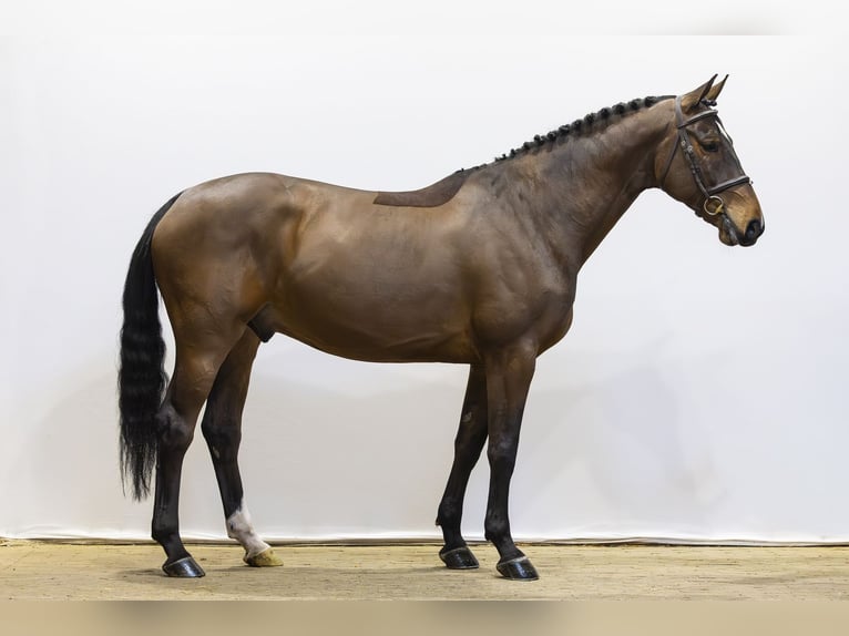 KWPN Wałach 5 lat 167 cm Gniada in Waddinxveen