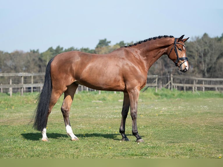 KWPN Wałach 5 lat 167 cm Jasnogniada in Peer