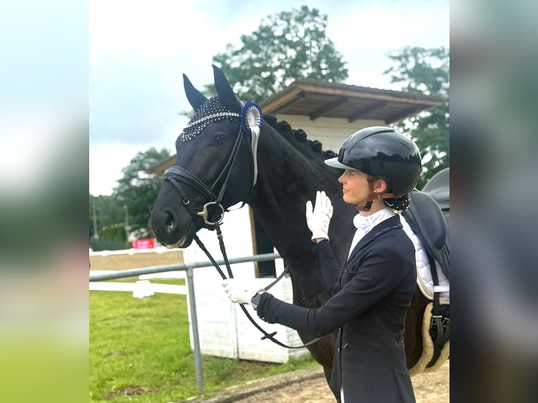 KWPN Wałach 5 lat 167 cm Kara in Neuss