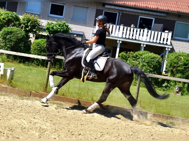 KWPN Wałach 5 lat 167 cm Kara in Neuss