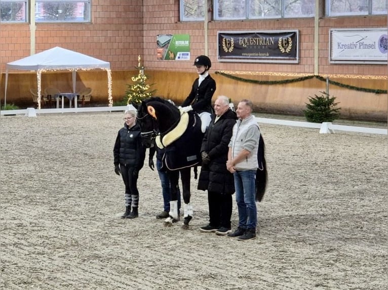 KWPN Wałach 5 lat 167 cm Kara in Nordhorn