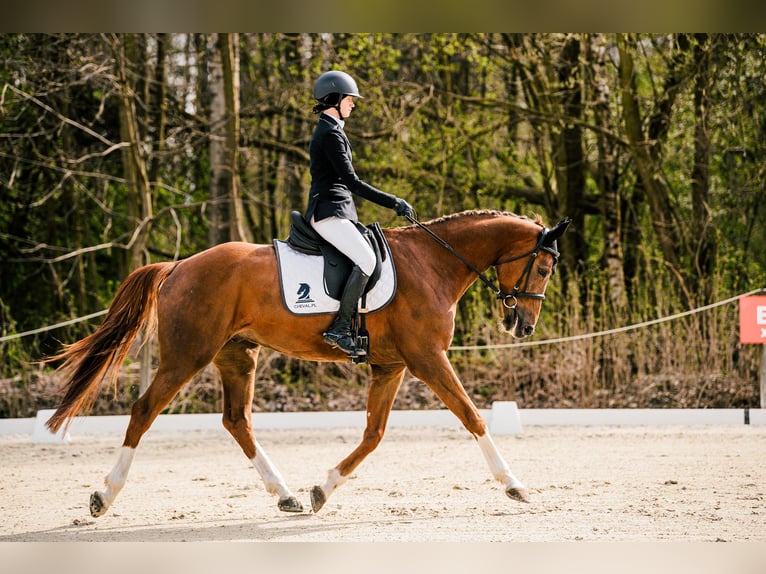 KWPN Wałach 5 lat 167 cm Kasztanowata in Poznań