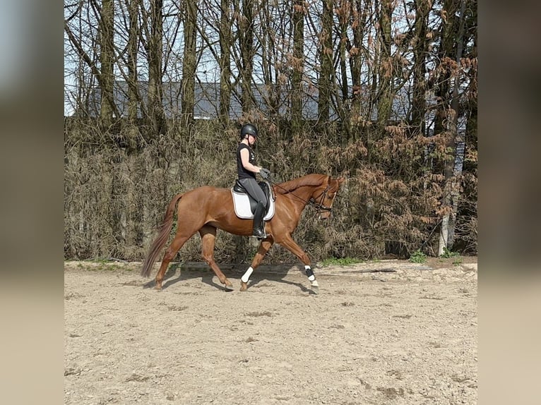 KWPN Wałach 5 lat 167 cm Kasztanowata in Dordrecht