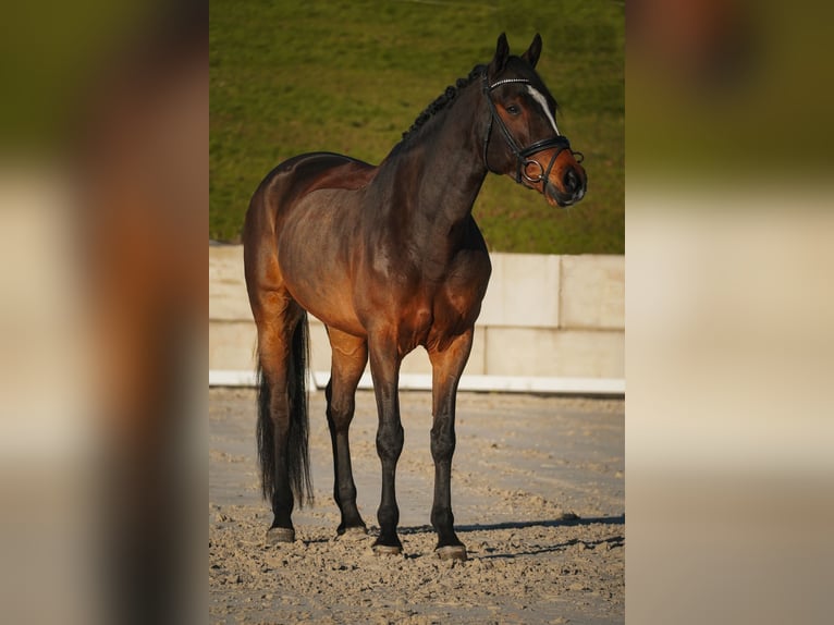 KWPN Wałach 5 lat 167 cm Skarogniada in Nettersheim