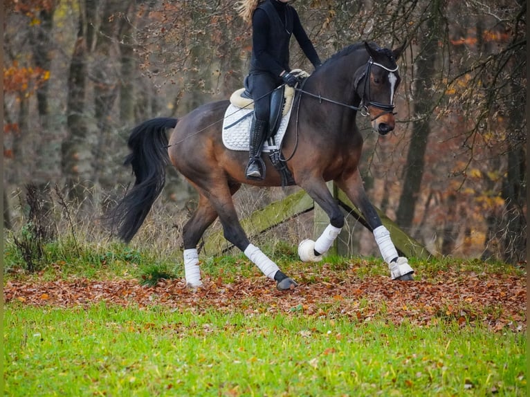 KWPN Wałach 5 lat 167 cm Skarogniada in Nettersheim