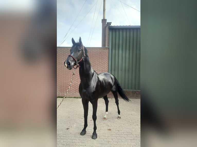 KWPN Wałach 5 lat 168 cm Kara in Hilvarenbeek