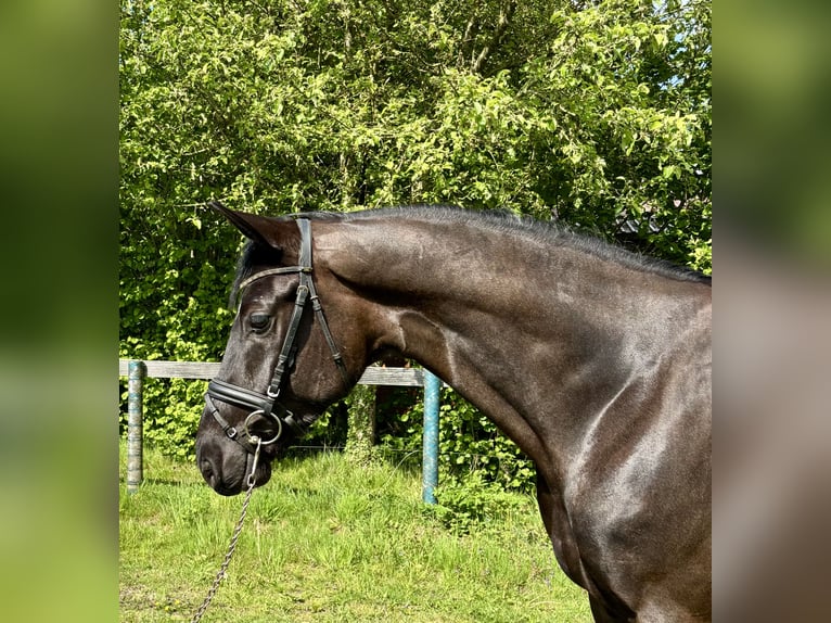 KWPN Wałach 5 lat 168 cm Kara in Nordhorn