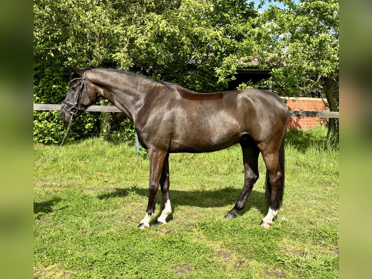 KWPN Wałach 5 lat 168 cm Kara in Nordhorn