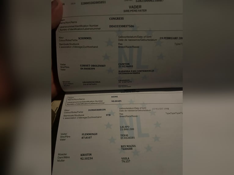 KWPN Wałach 5 lat 168 cm Siwa in Mór KWPN Wałach 5 lat 168 cm Siwa in Mór