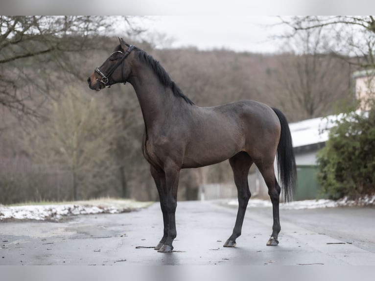 KWPN Wałach 5 lat 168 cm Skarogniada in Windhagen