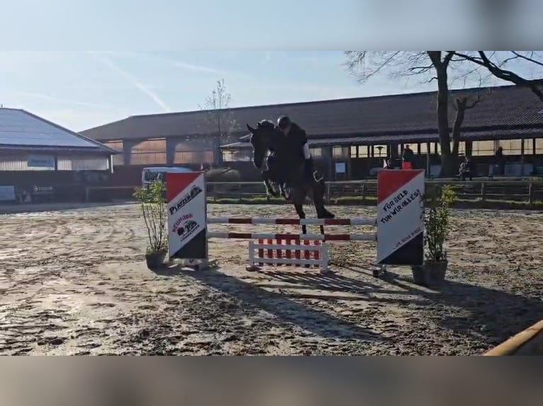 KWPN Wałach 5 lat 169 cm Skarogniada in Hückeswagen