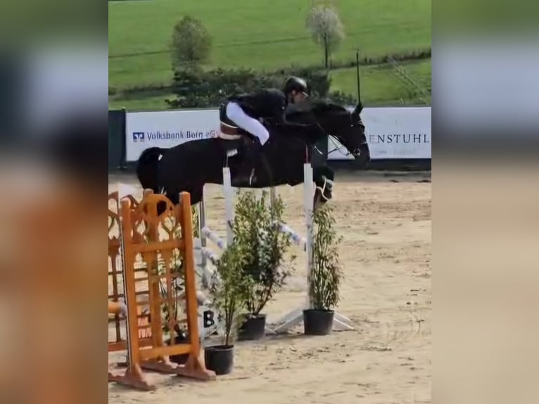 KWPN Wałach 5 lat 169 cm Skarogniada in Hückeswagen