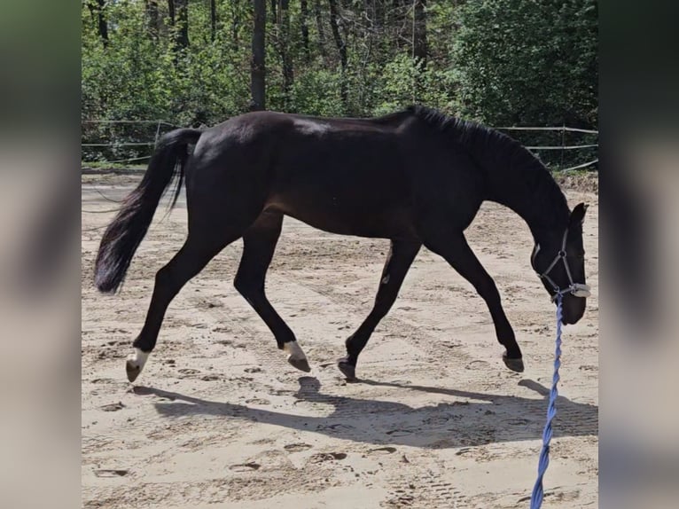 KWPN Wałach 5 lat 169 cm Skarogniada in Hückeswagen