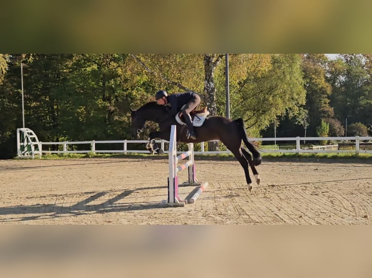 KWPN Wałach 5 lat 169 cm Skarogniada in Hückeswagen