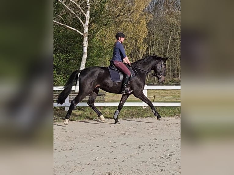 KWPN Wałach 5 lat 169 cm Skarogniada in Hückeswagen