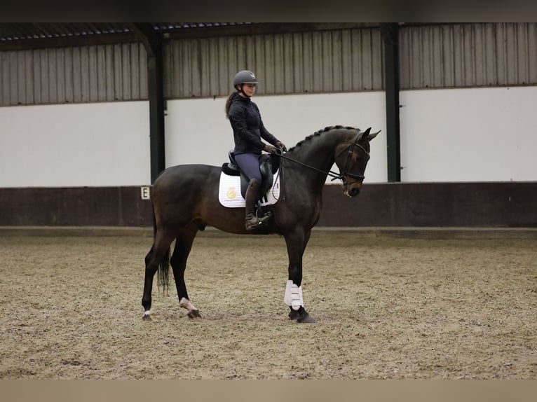 KWPN Wałach 5 lat 170 cm Ciemnogniada in Zuid-Beijerland