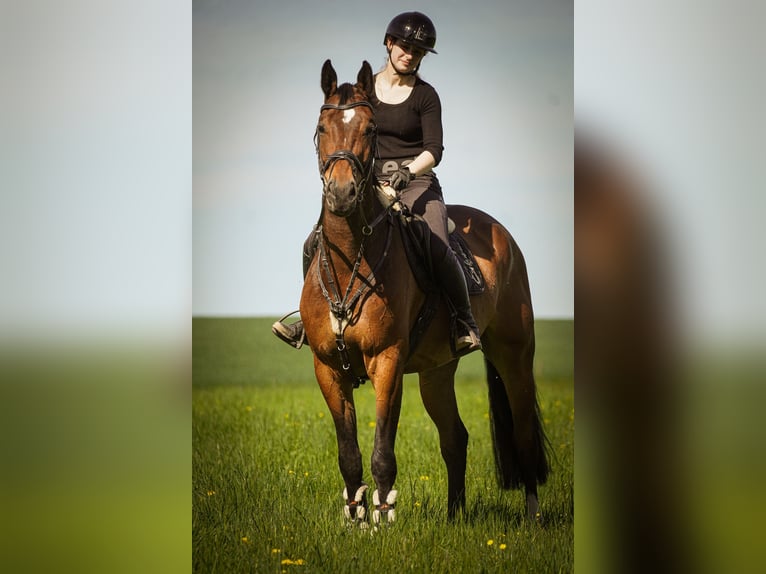 KWPN Wałach 5 lat 170 cm Gniada in Nettersheim