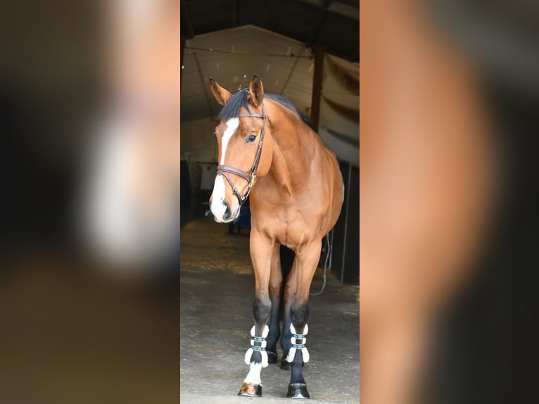 KWPN Wałach 5 lat 170 cm Gniada in Geilenkirchen