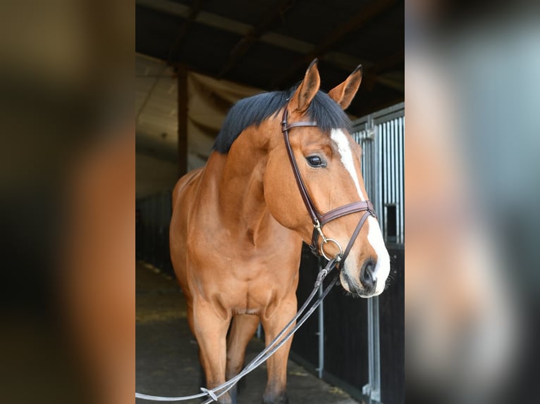 KWPN Wałach 5 lat 170 cm Gniada in Geilenkirchen