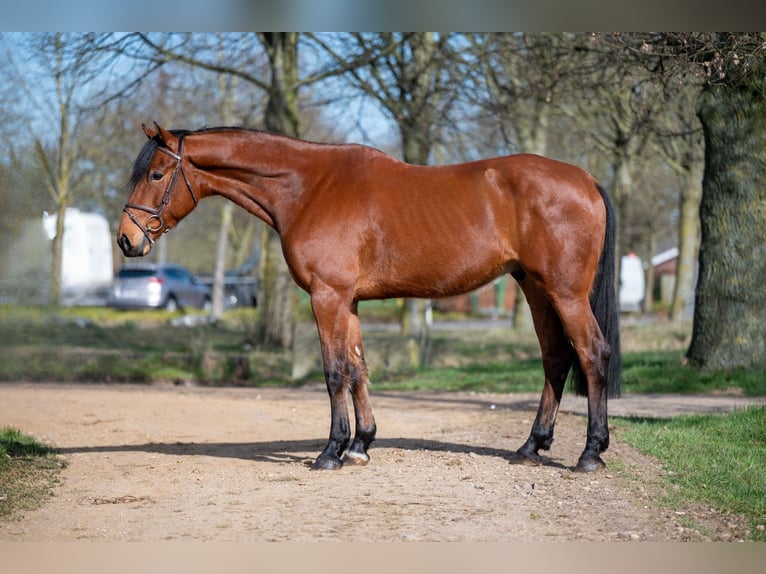 KWPN Wałach 5 lat 170 cm Gniada in GROTE-BROGEL
