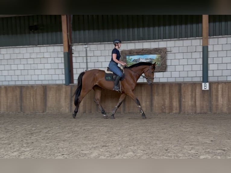 KWPN Wałach 5 lat 170 cm Gniada in Oud Gastel
