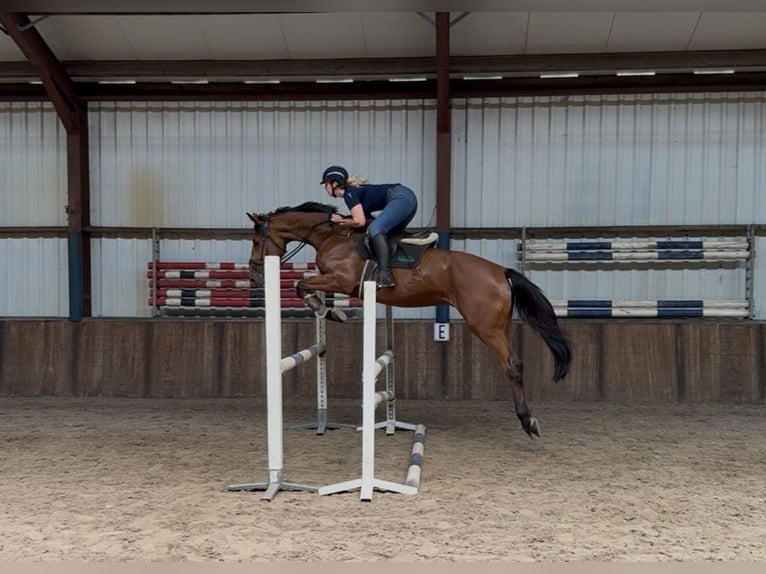 KWPN Wałach 5 lat 170 cm Gniada in Oud Gastel
