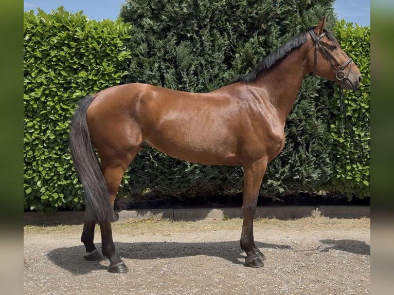 KWPN Wałach 5 lat 170 cm Gniada in Oud Gastel