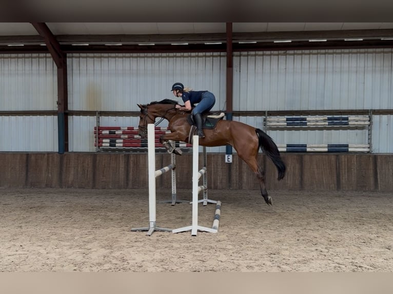 KWPN Wałach 5 lat 170 cm Gniada in Oud Gastel