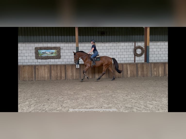KWPN Wałach 5 lat 170 cm Gniada in Oud Gastel