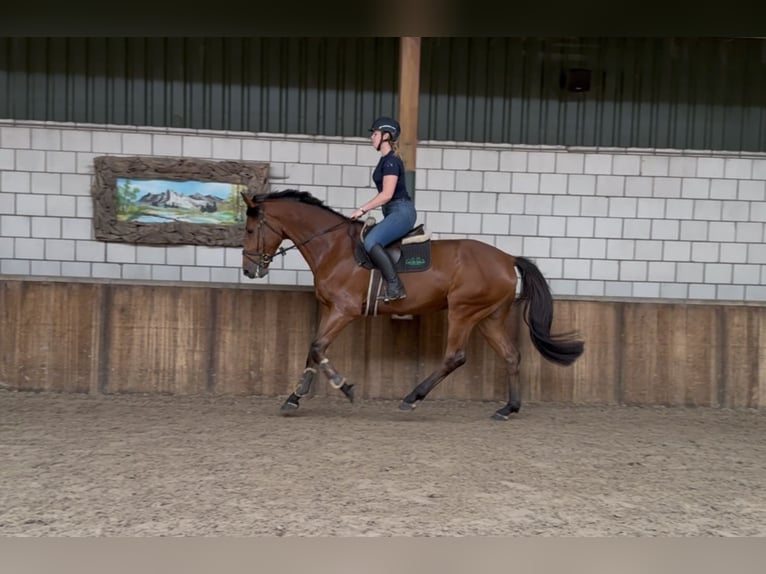 KWPN Wałach 5 lat 170 cm Gniada in Oud Gastel