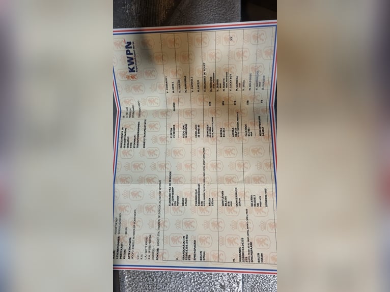 KWPN Wałach 5 lat 170 cm Gniada in Oud Gastel