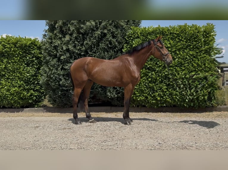 KWPN Wałach 5 lat 170 cm Gniada in Oud Gastel