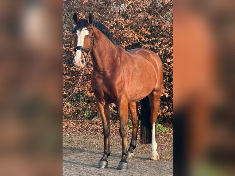 KWPN Wałach 5 lat 170 cm Gniada in Someren