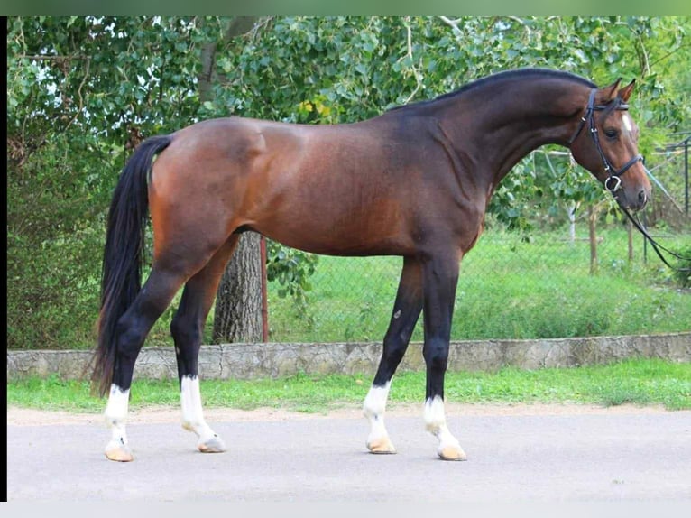 KWPN Wałach 5 lat 170 cm Gniada in Szarvas