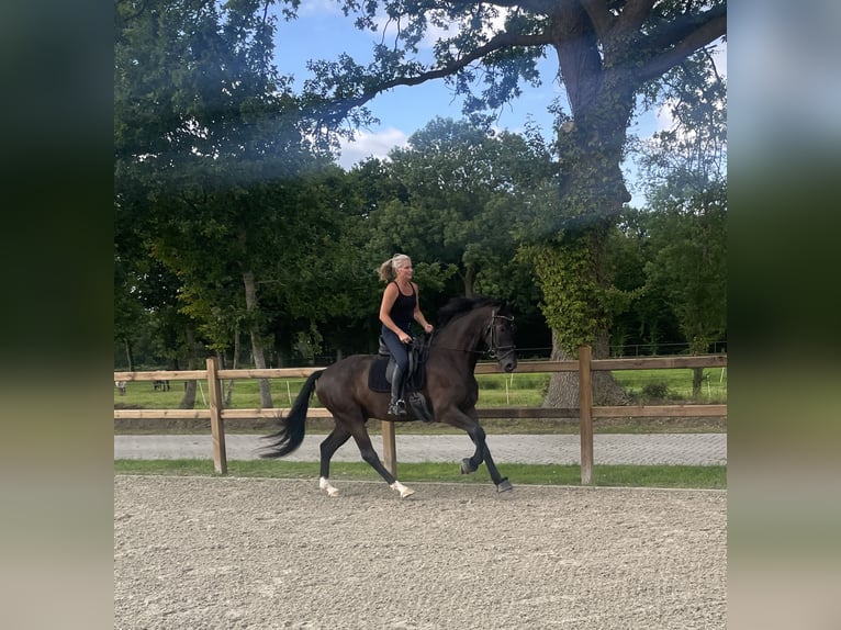 KWPN Wałach 5 lat 170 cm Kara in Friedeburg