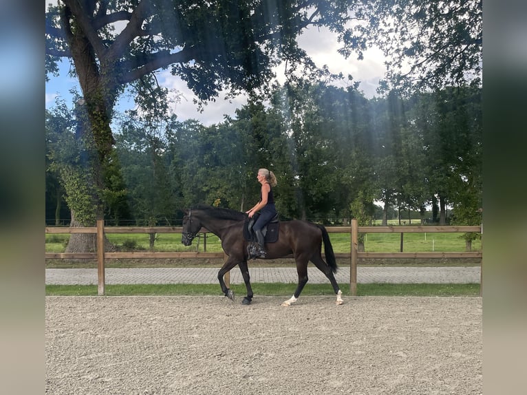 KWPN Wałach 5 lat 170 cm Kara in Friedeburg