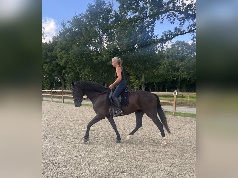 KWPN Wałach 5 lat 170 cm Kara in Friedeburg