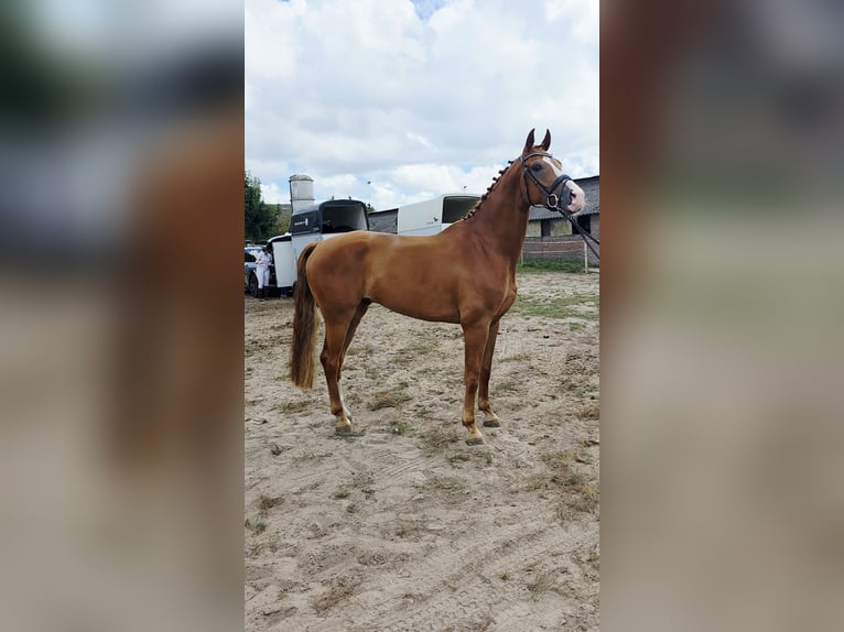 KWPN Wałach 5 lat 170 cm Kasztanowata in Lommel