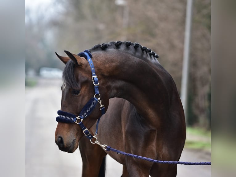 KWPN Wałach 5 lat 171 cm Ciemnogniada in Grieselstein