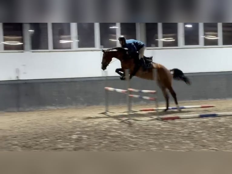 KWPN Wałach 5 lat 171 cm Gniada in Someren