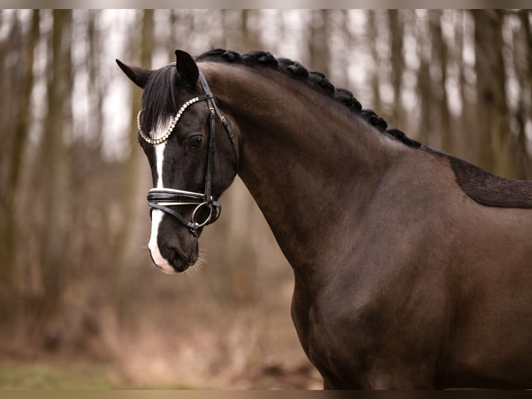 KWPN Wałach 5 lat 171 cm Kara in Wehringen