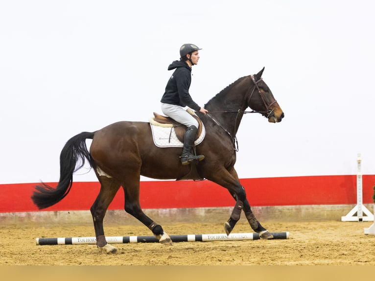 KWPN Wałach 5 lat 171 cm  in Waddinxveen