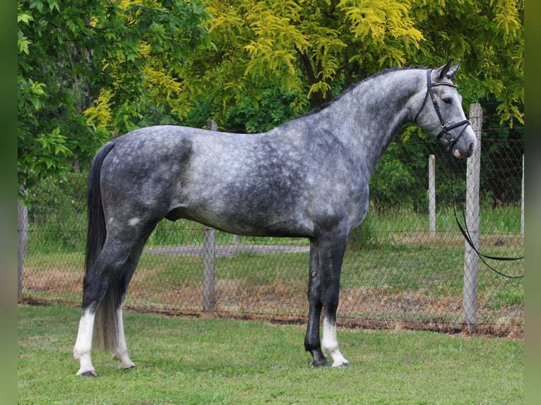 KWPN Wałach 5 lat 171 cm Siwa jabłkowita in Alsóörs