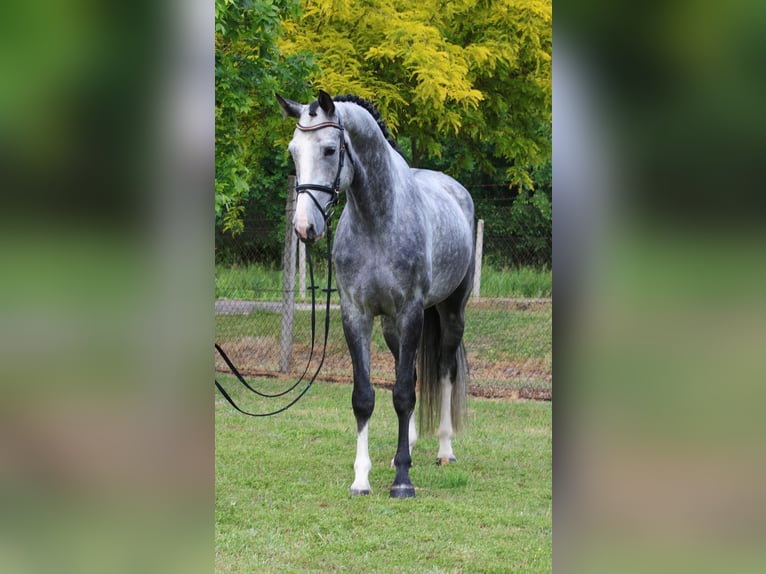 KWPN Wałach 5 lat 171 cm Siwa jabłkowita in Alsóörs