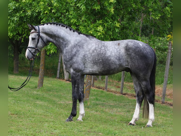 KWPN Wałach 5 lat 171 cm Siwa jabłkowita in Alsóörs