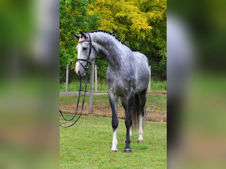 KWPN Wałach 5 lat 171 cm Siwa jabłkowita in Alsóörs