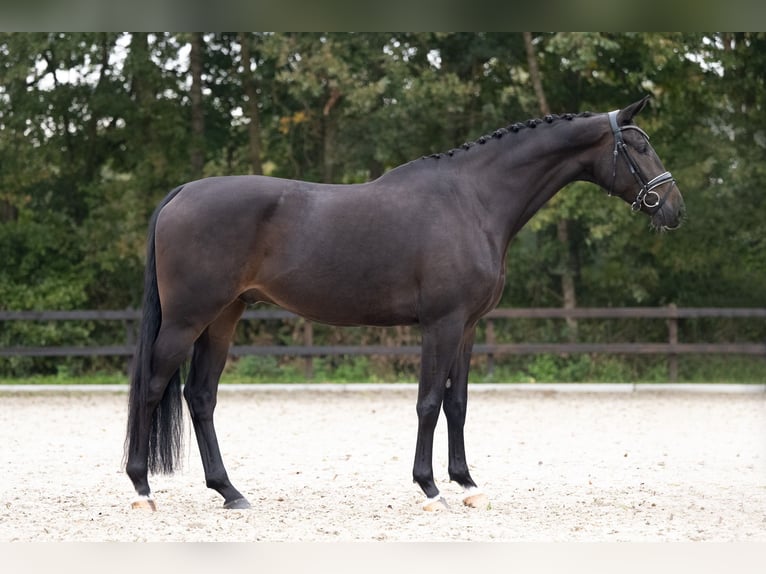 KWPN Wałach 5 lat 172 cm Ciemnogniada in Lunteren