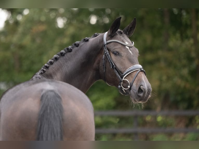 KWPN Wałach 5 lat 172 cm Ciemnogniada in Lunteren