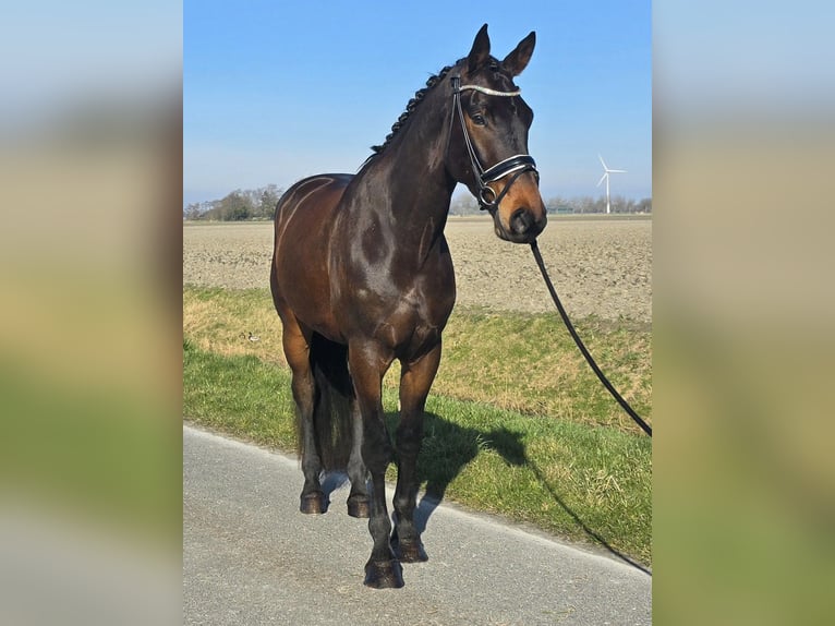 KWPN Wałach 5 lat 172 cm Gniada in Tuitjenhorn