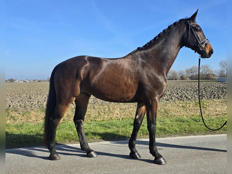 KWPN Wałach 5 lat 172 cm Gniada in Tuitjenhorn